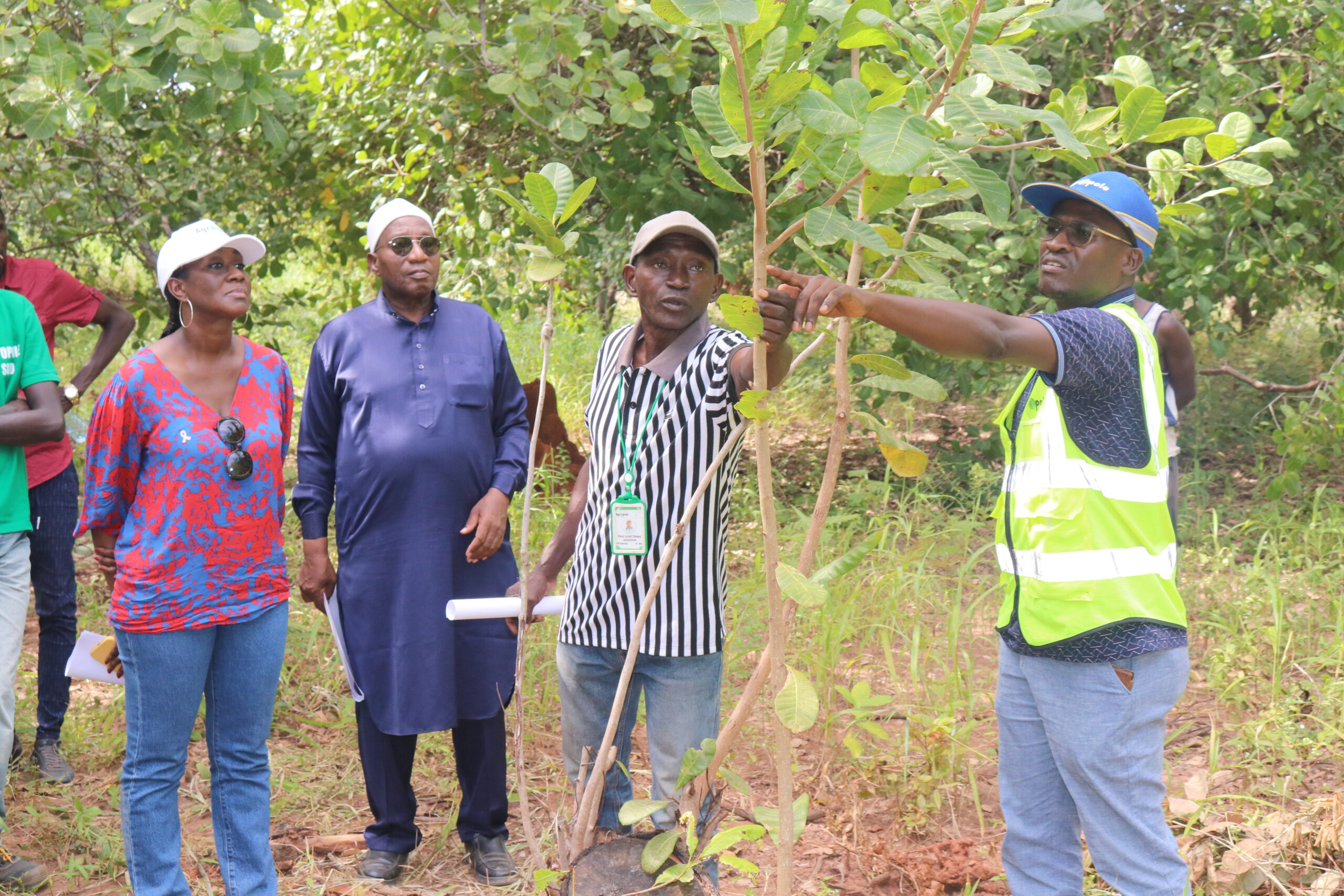 Tournée de la Coordonnatrice nationale dans la zone sud : visite à Sédhiou de parcelles de production de mangue et d’anacarde